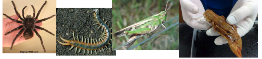 <p><span style="background-color: transparent;">c. What structures are characteristic for the organisms in each group?&nbsp;</span></p><p><span style="background-color: transparent;">d. Make sure you could identify any of the structures we found in dissections&nbsp;</span></p><p><span style="background-color: transparent;">e. Do these organisms have a true coelom, pseudocoelom, or no body cavity at all?</span></p><p><span style="background-color: transparent;">f. What type of body symmetry do these have? How many tissue layers in the embryo?</span></p>