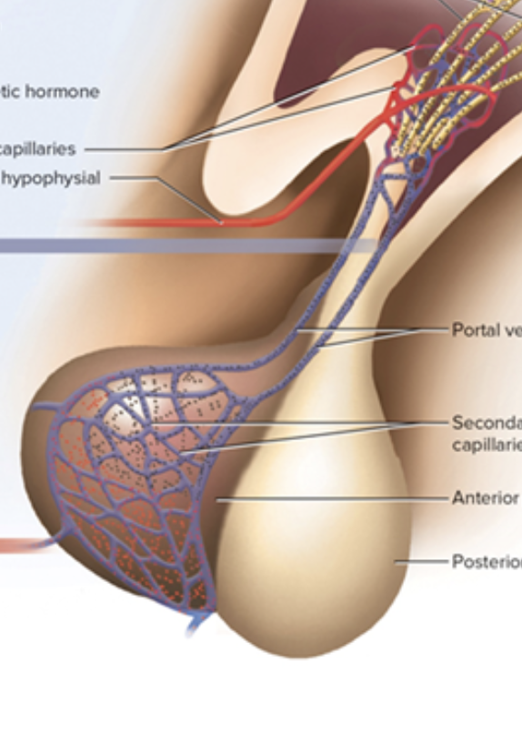 <p>neurohyophophysis</p><p>stalk: infundibulum (white thing on right makde of nervous tittsssue)</p>