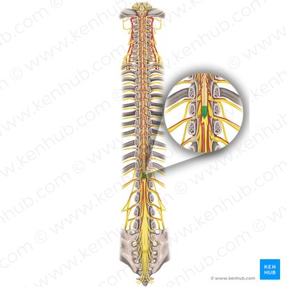 <p><span>is the tapered, cone-shaped terminal end of the spinal cord. In adults, it is typically located between the </span><strong>L1 and L2 vertebrae</strong><span>,</span></p><p><span>Motor/sensory for lower limbs, pelvis, perineum; parasympathetic for pelvic organs</span></p>