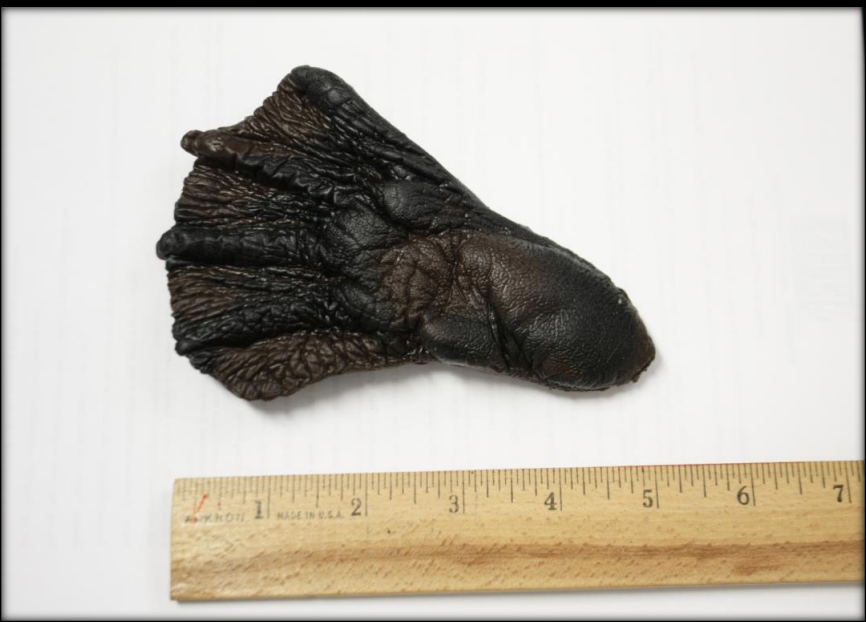 <p>Name this animal track</p>