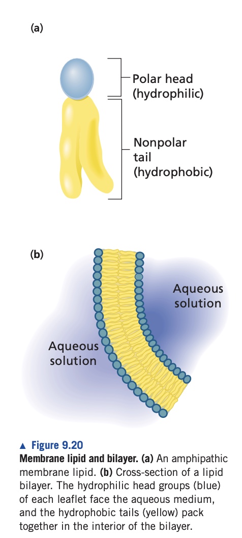 <ol><li><p>formbed by hydrophobic interactions</p></li><li><p>Main structual component for membrames, is the plasma membrane and internal membrane of eukaryotic cells</p></li><li><p>Non-coalent interaction occurs in the lipid molecules to allow them to be flexible and self seal.</p></li></ol><p></p>