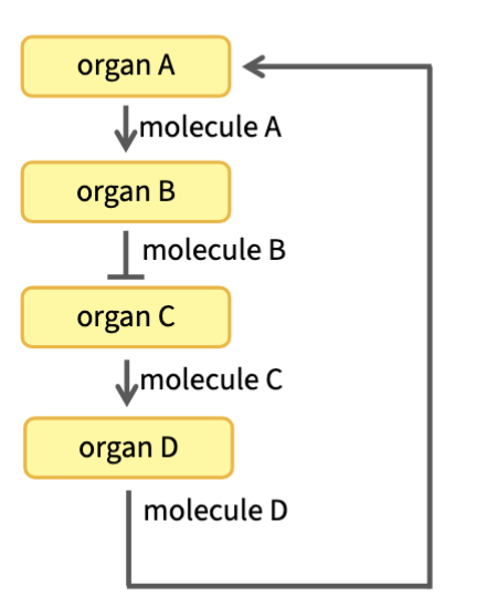 <p>A tumor causes organ D to produce much more of molecule D compared to baseline. How will this affect the activity of organ C? <br><br>Increase or Decrease?</p>
