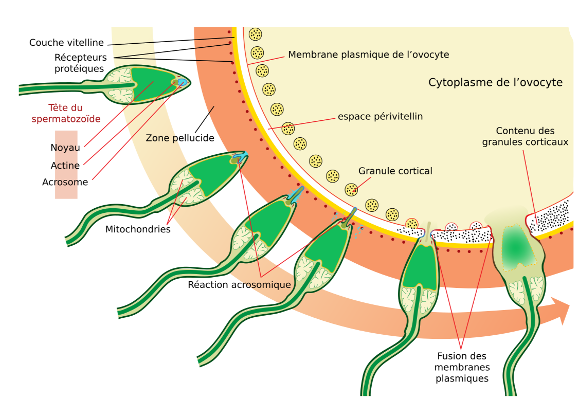<ol start="4"><li><p><strong><u>Fusion des membranes ovule-spermatoizoides</u></strong></p></li></ol><ul><li><p>protéines essentielles</p><ul><li><p>IZUMO (sperme)</p></li><li><p>CD9+JUNO (ovocyte)</p></li></ul></li><li><p>Effets:</p><ul><li><p><strong>Dépolarisation</strong> membranaire</p></li><li><p><strong>Entrée massive Ca2+</strong></p></li><li><p>Entré du <strong>noyau</strong>+<strong>centriole</strong> du <strong>spermatoizoide</strong> (<strong>mitochondries</strong> <strong>paternelles</strong> <strong>détruites</strong>)</p></li></ul></li><li><p>Zygote formé</p></li></ul><p></p><ol start="5"><li><p><strong><u>Réaction corticale (anti polyspermie!!!!)</u></strong></p></li></ol><ul><li><p>Ca2+ provoque:</p><ul><li><p><strong>Exocytose granules corticaux</strong></p></li><li><p><strong>Modification de ZP2 et ZP3</strong></p></li><li><p>→ aucuns spermes ne peuvent entrer</p><ul><li><p>Si polyspermie→ mole hyaditiforme</p></li></ul></li></ul></li></ul><p></p><ol start="6"><li><p><strong><u>Fin méiose II:</u></strong></p></li></ol><ul><li><p>formation</p><ul><li><p>Pronoyau femelle</p></li><li><p>2ème globule polaire</p></li></ul></li></ul><p></p><p></p>