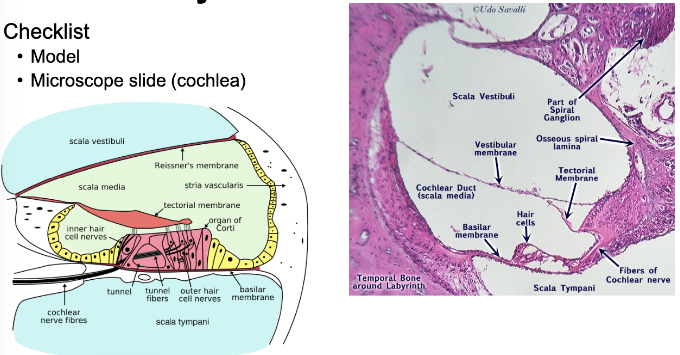 <p>- scala vestibuli</p><p>- scala media</p><p>- scala tympani</p><p>- organ of corti</p><p>- tectorial membrane</p><p>- basilar membrane</p><p>- hair cells</p>