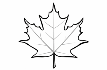 <p>A leaf margin where the lobes radiate from a common point at the base of the leaf with an indentation of $$ < 50\% $$.</p>