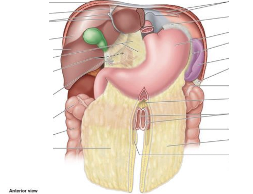 <p>Peritoneal Folds</p>