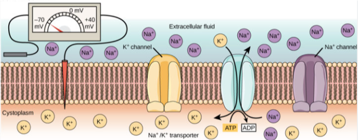 Sodium-potassium pumps and selective membrane permeability.