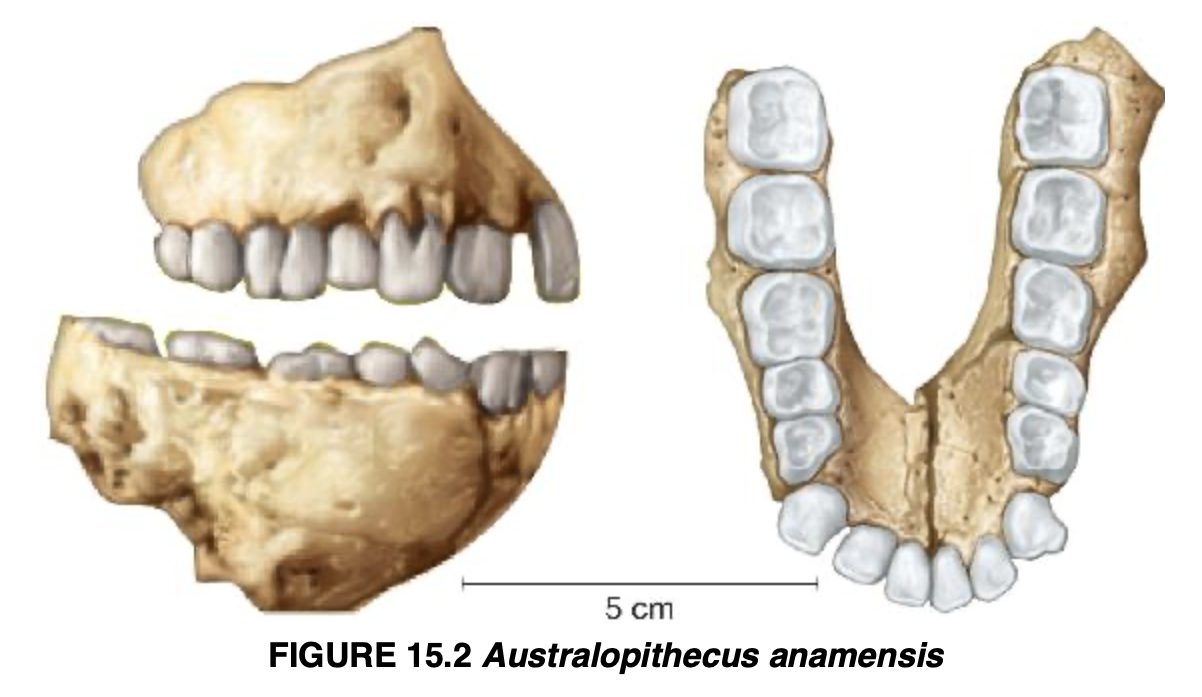 <p>Australopithecus anamensis</p>