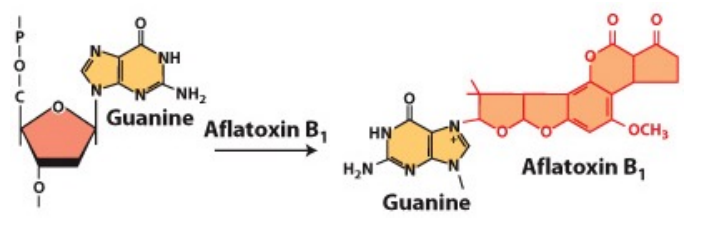 <p>•produced by fungi </p><p>•chemically reacts with guanine (G) bases in DNA, generating apurinic sites. This can lead to mutation </p><p>•causes GC →TA mutations</p>