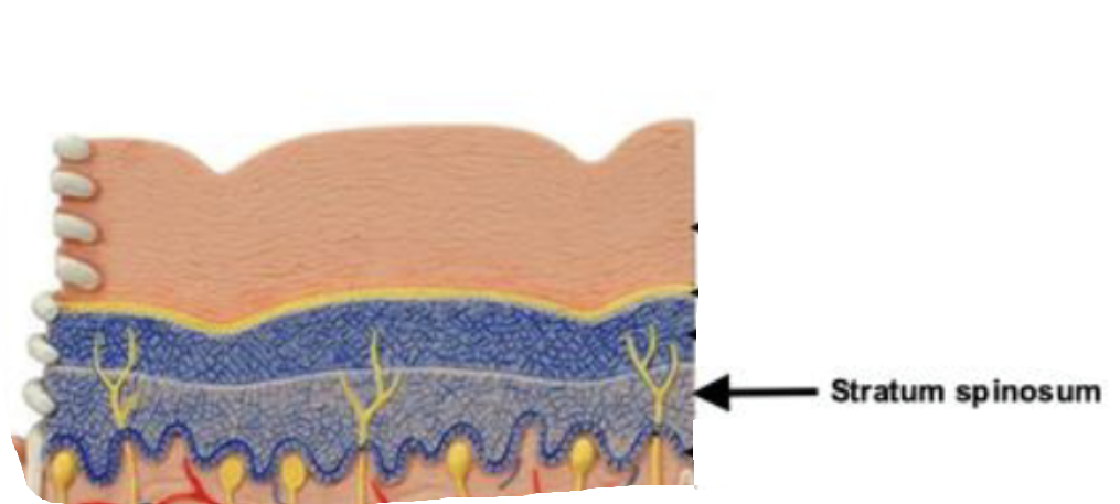 <ul><li><p>serveral layers</p></li><li><p>contain numerous spines on surfaces connecting adjacent cells</p></li></ul><p></p>