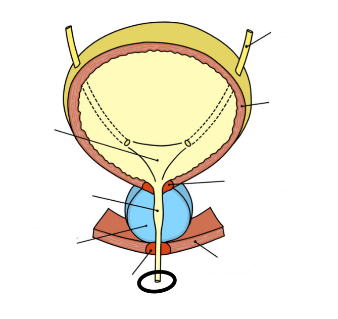 <p>exit point of body</p>