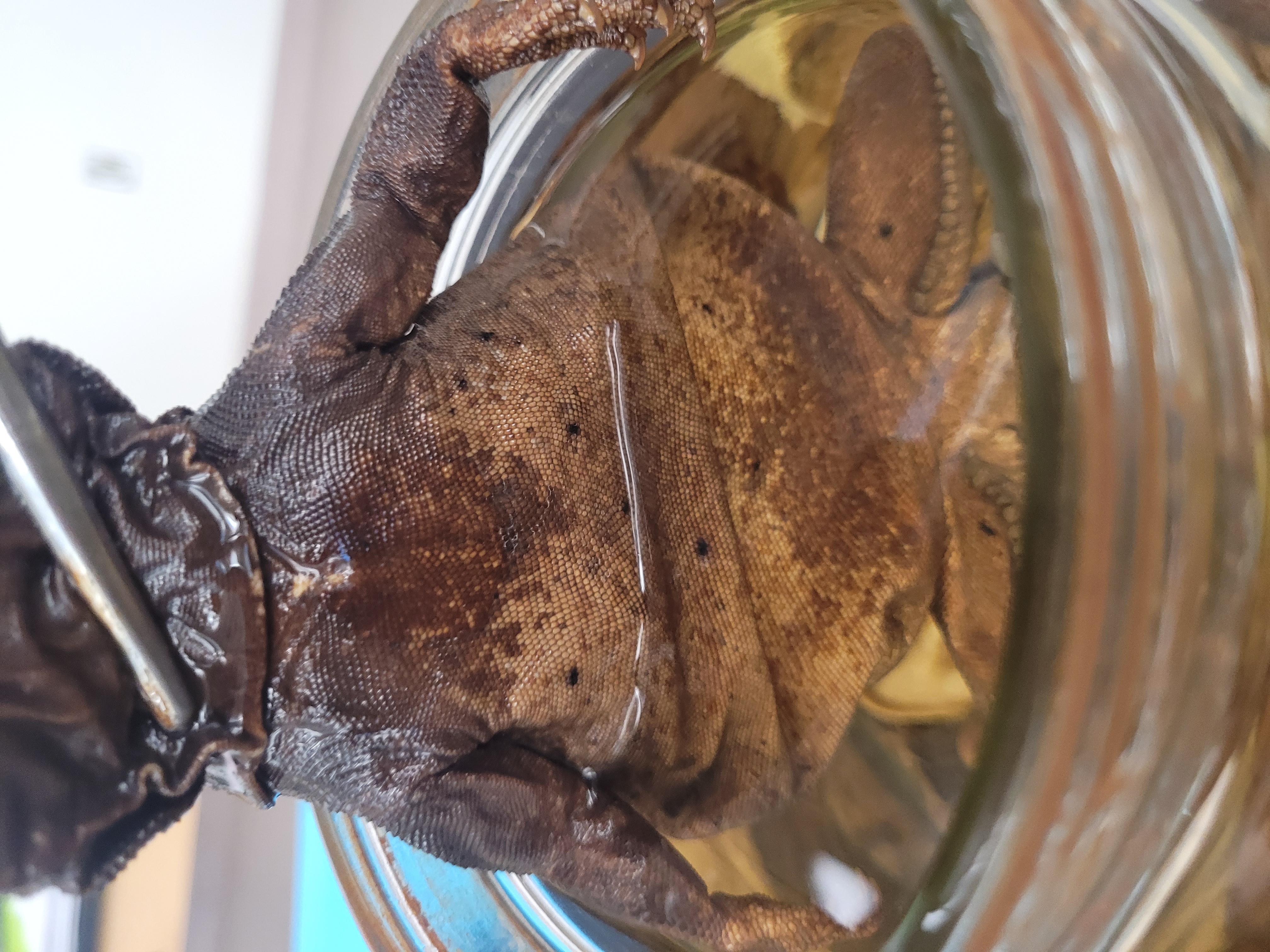 <p>What species is this</p>