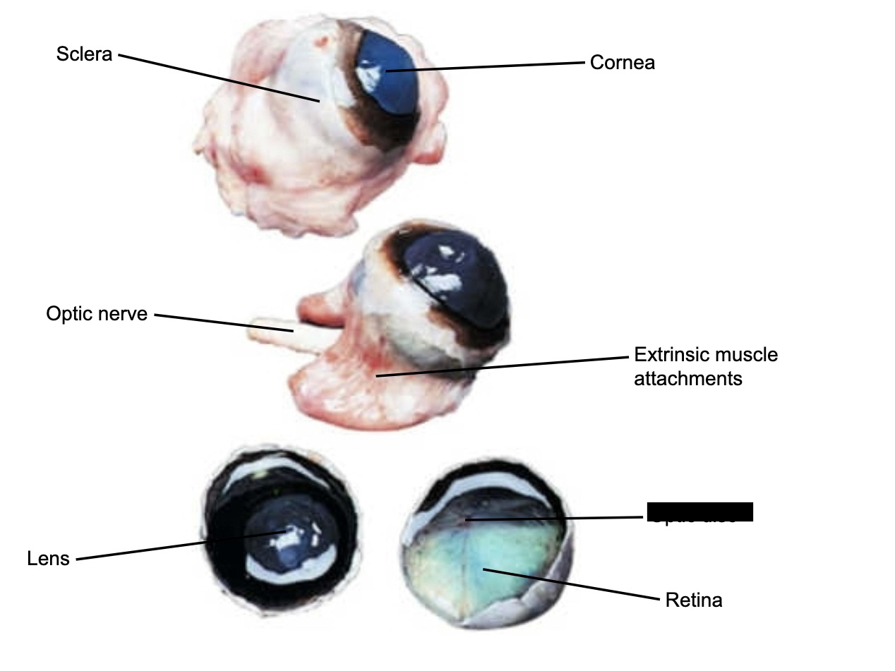 knowt flashcard image