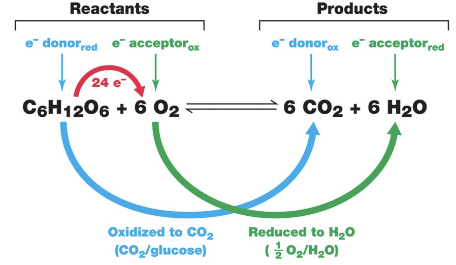 <p>During cellular respiration, <strong>electrons are transferred from glucose to oxygen</strong>. As electrons move through this process, energy is released and used to help produce ATP.</p>