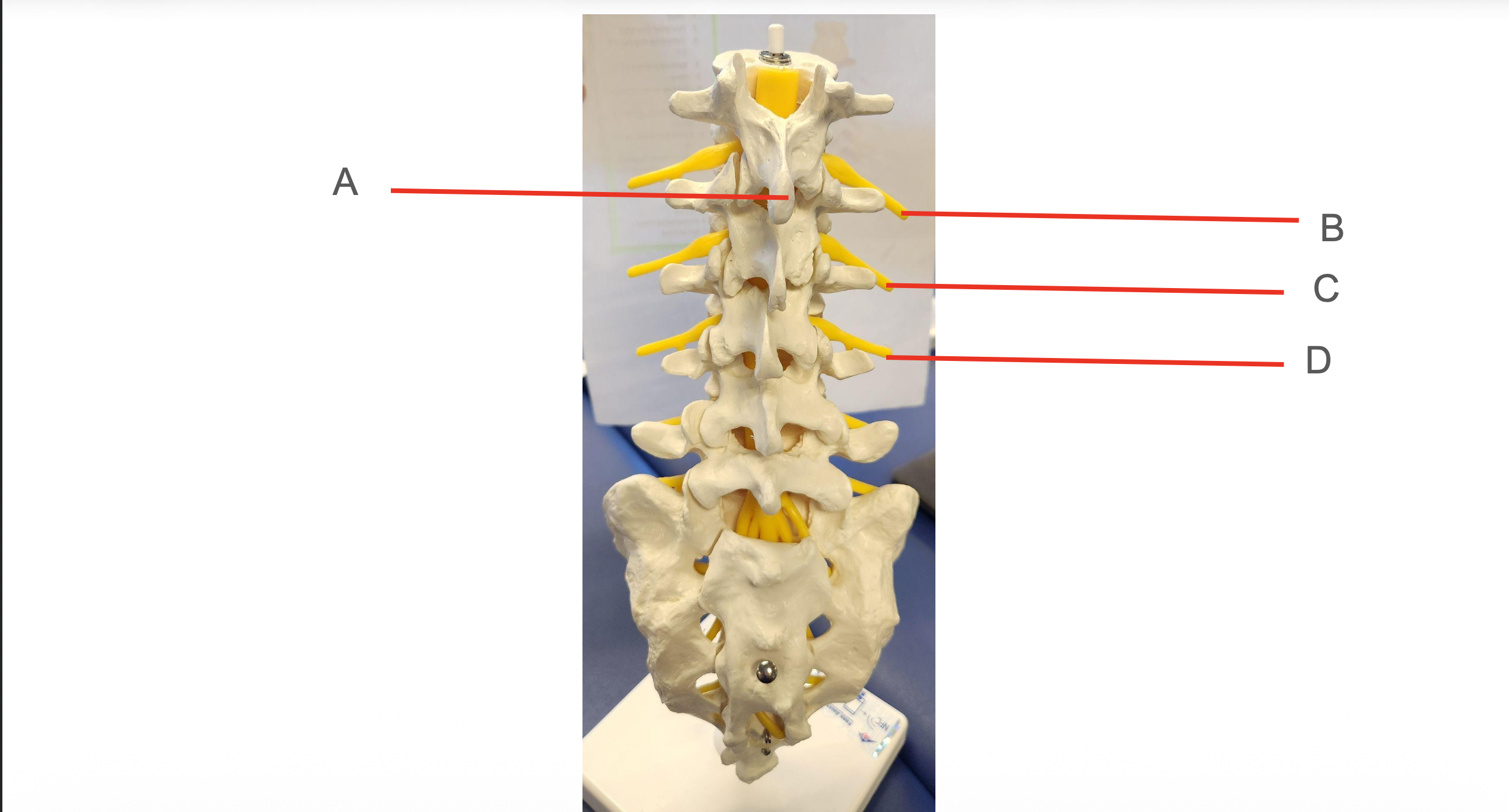 <p>Identify Structures BCD</p>