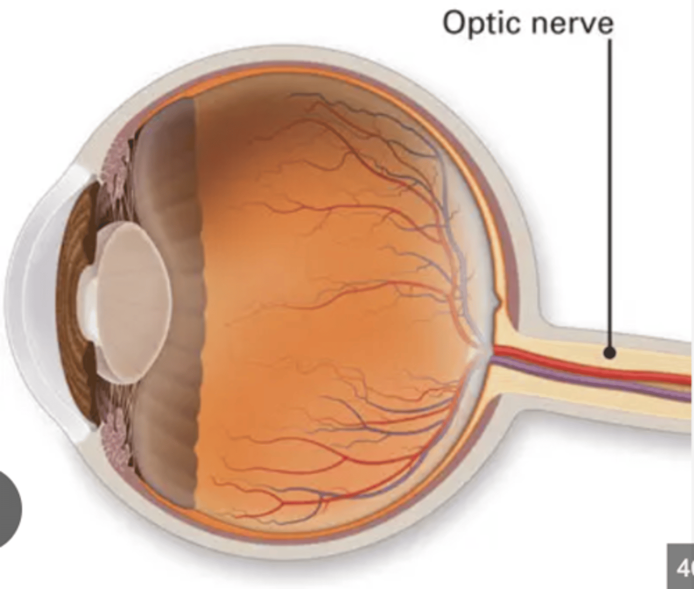 <p>What is the function of the optic nerve (CN II)?</p>