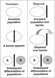 <ul><li><p>Allopatric speciation </p></li></ul><p></p>