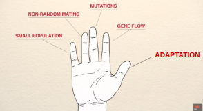 <p>Small Population</p><p>Non-Random Mating</p><p>Mutations</p><p>Gene Flow</p><p>Adaptation</p>