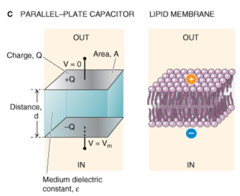 <p>The ECF and cytoplasm</p>