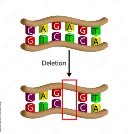 <p>A type of mutation where one or more nucleotides are removed from the DNA sequence, potentially changing the reading frame and affecting protein function. </p><ul><li><p>Results in all amino acids downstream (to the right) of the deletion being changed</p></li></ul><p></p>