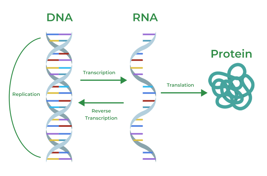 <p>DNA [transcription] RNA [translation] protein</p>