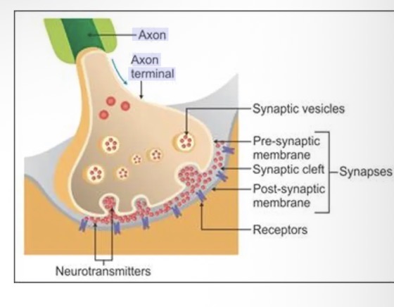 <ul><li><p>Neurons don't touch. </p></li><li><p>A gap called a synapse or synaptic cleft separates the axon of one neuron and the dendrites of the next neuron.</p></li><li><p>The signal must be transmitted across the synapse to continue on its path through the nervous system. </p></li><li><p>Many nerve impulses are carried across synapses as the following chemical changes</p></li></ul><p></p>
