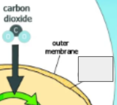 <p>photosynthesis cycle: name the step</p>