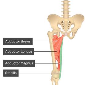 <ul><li><p>originates from the pelvis and inserts into the proximal tibia</p></li></ul><p></p>