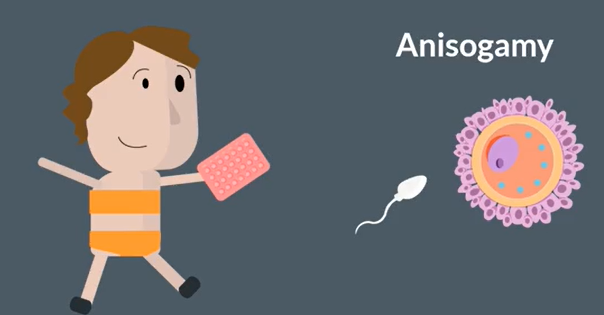 <p>reductionist </p><p>other</p><p>contraception</p><p>reduced</p><p>anisogamy</p>