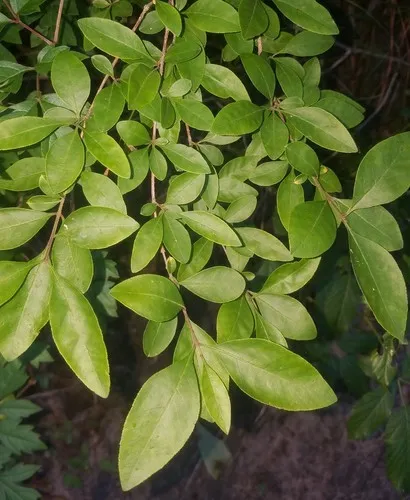 <p>Upland swamp privet</p>