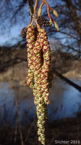 <p>males are long drooping catkins (like birch), females are redish/small little flowers</p>