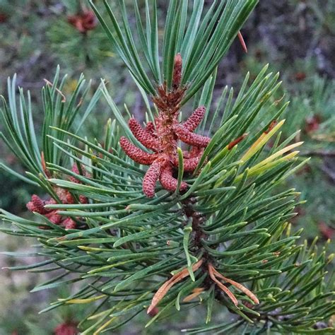 <p>Pinus contorta </p>