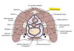 <p>The mesorectum is the perirectal fat that surrounds the rectum</p>