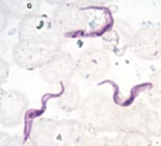 <p><em>Trypanosoma brucei </em>and <em>T. congolense</em>: vectored by, disease</p>