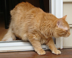 <p>To go out</p>