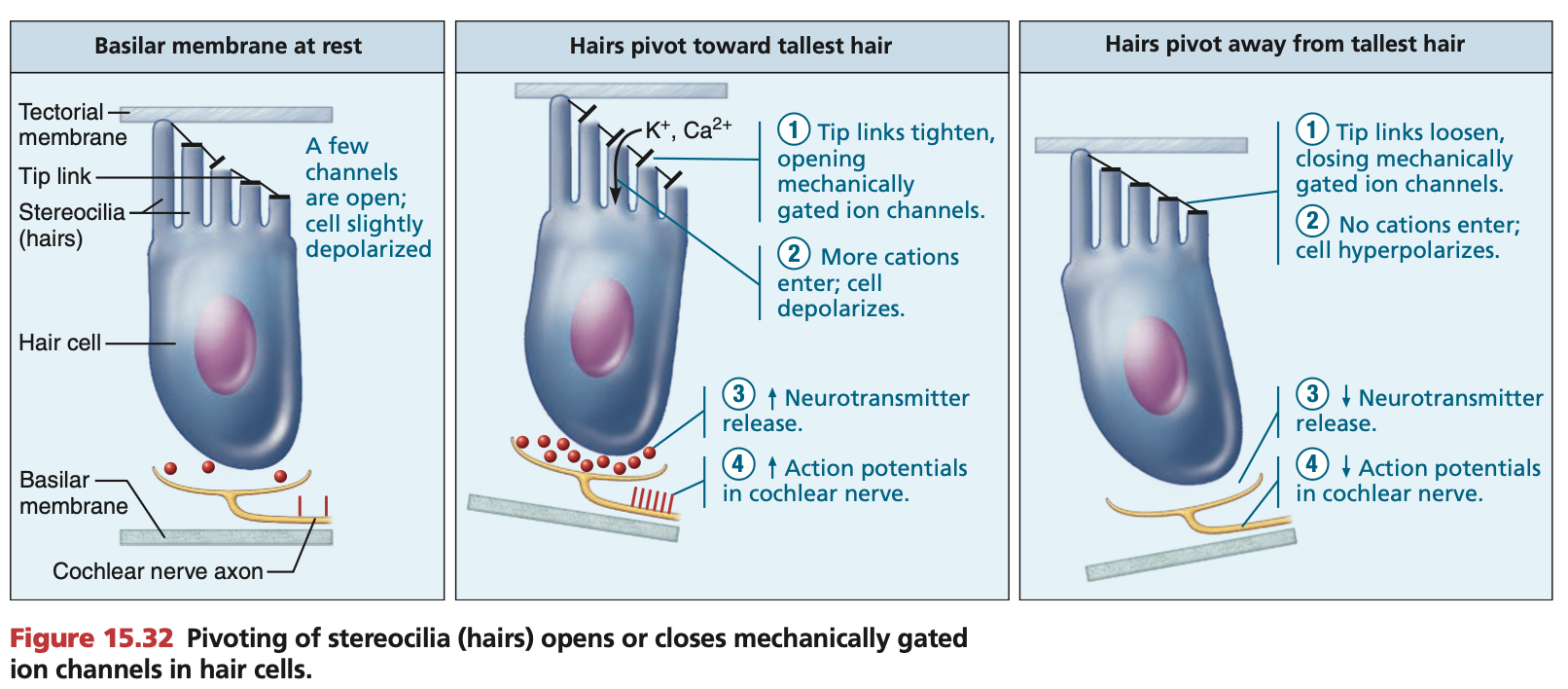 <p><strong><mark data-color="purple" style="background-color: purple; color: inherit;">Kinocilium</mark>:</strong> Tallest hair on each hair cell</p><p><strong><mark data-color="purple" style="background-color: purple; color: inherit;">Stereocilia</mark>:</strong> Remaining hairs on each hair cell (includes kinocilium)</p><p>Kinocilium and stereocilium are connected at their tips by fibres called <strong><mark data-color="purple" style="background-color: purple; color: inherit;">“tip links”</mark></strong>.</p><p><strong><em><u>Activation of hair cells:</u></em></strong></p><ol><li><p>Due to movement of the <strong><mark data-color="yellow" style="background-color: yellow; color: inherit;">basilar membrane</mark></strong>, <strong><mark data-color="purple" style="background-color: purple; color: inherit;">hair cells</mark> </strong>are pushed up into the <strong><mark data-color="yellow" style="background-color: yellow; color: inherit;">tectorial membrane</mark></strong>.</p></li><li><p>Due to the forces when the vibration waves arrive, <mark data-color="purple" style="background-color: purple; color: inherit;">stereocilia</mark> <em>bend towards</em> tallest hair, <strong><mark data-color="purple" style="background-color: purple; color: inherit;">kinocilium</mark></strong>.</p></li><li><p>Tension forms at the <strong><mark data-color="purple" style="background-color: purple; color: inherit;">tip links</mark></strong></p></li><li><p>Tension physically opens <strong><mark data-color="green" style="background-color: green; color: inherit;">K+</mark></strong> and <strong><mark data-color="green" style="background-color: green; color: inherit;">Ca2+ ion-gated channels</mark></strong></p></li><li><p>Causes rapid depolarisation of cell membranes in sensory neurons (mechanoreceptors; hair cells)</p></li><li><p>Neurotransmitters released towards <strong><mark data-color="blue" style="background-color: blue; color: inherit;">afferent cochlear fibres</mark></strong></p></li><li><p>Action potentials propagate via <strong><mark data-color="blue" style="background-color: blue; color: inherit;">afferent cochlear fibres</mark></strong> towards the brain</p><ol><li><p><strong><mark data-color="blue" style="background-color: blue; color: inherit;">Special </mark><mark data-color="purple" style="background-color: purple; color: inherit;">somatic</mark><mark data-color="blue" style="background-color: blue; color: inherit;"> afferent</mark></strong><mark data-color="blue" style="background-color: blue; color: inherit;"> nerves of the&nbsp;Vestibulo</mark><strong><u><mark data-color="blue" style="background-color: blue; color: inherit;">cochlear</mark></u><mark data-color="blue" style="background-color: blue; color: inherit;"> nerve (Cranial nerve 8)</mark></strong></p></li></ol></li></ol><p></p><p><strong><em><u>Deactivation of hair cells:</u></em></strong></p><ol><li><p>When vibration waves move away, due to the forces <mark data-color="purple" style="background-color: purple; color: inherit;">stereocilia</mark> <em>bend away from the</em> tallest hair, <strong><mark data-color="purple" style="background-color: purple; color: inherit;">kinocilium</mark></strong></p></li><li><p>Tip links relax and ion-gated channels remain closed.</p></li><li><p>No neurotransmitters released.</p></li></ol><p></p><p>Sound waves can increase or decrease cochlear nerve activity:</p><p>Tectorial membrane leaning <strong><em><u>towards</u></em></strong> kinocilium, <strong>more action potentials</strong>.</p><p>Tectorial membrane moving <strong><em><u>away</u></em></strong> from kinocilium, <strong>less action potentials</strong>.</p><ul><li><p><strong><em><u><mark data-color="blue" style="background-color: blue; color: inherit;">Diagram:</mark></u></em></strong><mark data-color="blue" style="background-color: blue; color: inherit;"> cochlear </mark><strong><mark data-color="blue" style="background-color: blue; color: inherit;">axon</mark></strong><mark data-color="blue" style="background-color: blue; color: inherit;">, NOT </mark><strong><mark data-color="blue" style="background-color: blue; color: inherit;">axon terminal</mark></strong></p></li></ul><p></p>