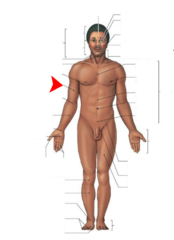 <p>Arm</p>