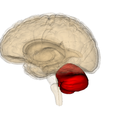 <p>is involved in:</p><p>- coordination</p><p>- motor learning</p><p>- fine-tuning movement</p><p>- timing of movement</p><p>was more active during newly learned finger-movement sequences than well-practiced sequences, supporting its role in motor learning.</p>