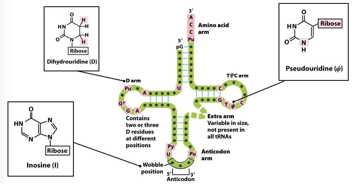 <ul><li><p>tRNA are small molecules (70-90 nts)</p></li><li><p>their secondary structure is represented by a cloverleaf</p></li><li><p>the anticodon arm (bottom) is located opposite to the amino acid arm (top)</p></li><li><p>there are several modified bases (e.g. inosine) often present in the Wobble position, dihydrouridine in the D arm and pseudouridine</p></li></ul><p></p>