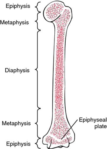 <p>Epiphysis, Metaphysis and Diaphysis</p>