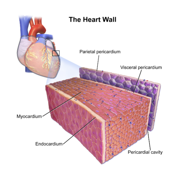 <p>What layer of the heart wall is thick and muscular?</p>