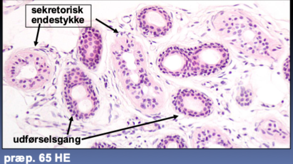 <p>Typisk <strong>2-laget kubisk epitel</strong>.<br>Ingen myoepitheliale celler</p>