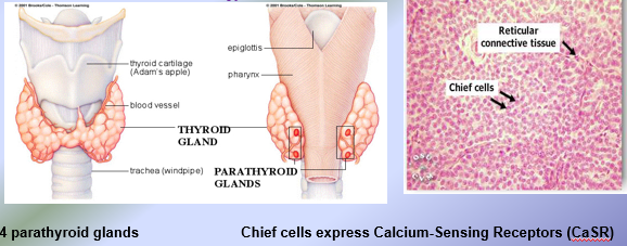 <ul><li><p>84 amino-acid peptide hormone released by the chief cells inside the parathyroid glands (10-55 pg/mL)</p></li><li><p>Major Stimuli for PTH Release:</p><ul><li><p>Hypocalcemia = decreased blood calcium levels below 9 mg/100 cc of blood</p></li><li><p>Hyperphosphatemia = increased blood phosphate levels</p></li></ul></li><li><p>PTH secretion requires magnesium, so hypomagnesemia is associated with low levels of PTH in blood = hypocalcemia</p></li><li><p>Biological Actions of PTH:</p><ul><li><p>PTH released in response to hypocalcemia</p></li><li><p>In Bones: PTH <span style="color: green;">INDIRECTLY </span>activates osteoclasts to stimulate bone resorption</p><ul><li><p>Osteoclasts lack PTH receptors</p></li><li><p>Osteoblasts express PTH receptors = PTH binds to PTH receptors on osteoblasts and stimulate the osteoblasts to secrete osteoclast activating factors (OAFs) </p></li><li><p>OAFs = activate osteoclasts to stimulate bone resorption, releasing calcium ions (ca2+) and phosphate ions (PO43-) into blood</p></li><li><p>Sex steroid hormones = androgens in the male and estrogens in the female modulate OAF levels to prevent bone resorption </p></li></ul></li><li><p>In Kidneys:</p><ul><li><p>PTH stimulates calcium resabsorption to increase blood calcium levels</p></li><li><p>PTH stimulates the excretion of phosphate ions by kidneys, because hyperphosphatemia stimulates PTH release, causing phosphaturia (drops phosphate levels in blood, preventing calcium phosphate crystals from depositing in tissues/organs)</p></li><li><p>PTH activates 1 alpha hydroxylase, an enzyme produced by kidneys, which converts 25 hydroxyvitamin D to the most active form (<span style="background-color: lime;">1,25 dihydroxyvitamin D (1,25 (OH)2 Vit D)</span></p></li></ul></li><li><p>In Small Intestine:</p><ul><li><p>PTH <span style="color: green;">INDIRECTLY</span><span style="color: rgb(253, 253, 253);"> stimulates calcium resorption by first activating </span><span style="color: rgb(253, 253, 253);">1,25 (OH)2 Vit D, the only hormone that directly stimulates calcium absorption from the small intestine. PTH receptors are absent from intestinal cells, PTH stimulate Ca2+ absorption via 1,25 dihydroxyvitamin D</span></p></li></ul></li></ul></li></ul><p></p>