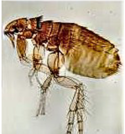 <p><strong>puce </strong>- insecte</p><p></p><p>de côté sur lame car aplaties comme ça, 3ème paire de pattes ++ développées</p><p></p><p>TTT : avermectine</p>