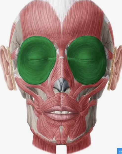 <p>Which muscle is this?</p>