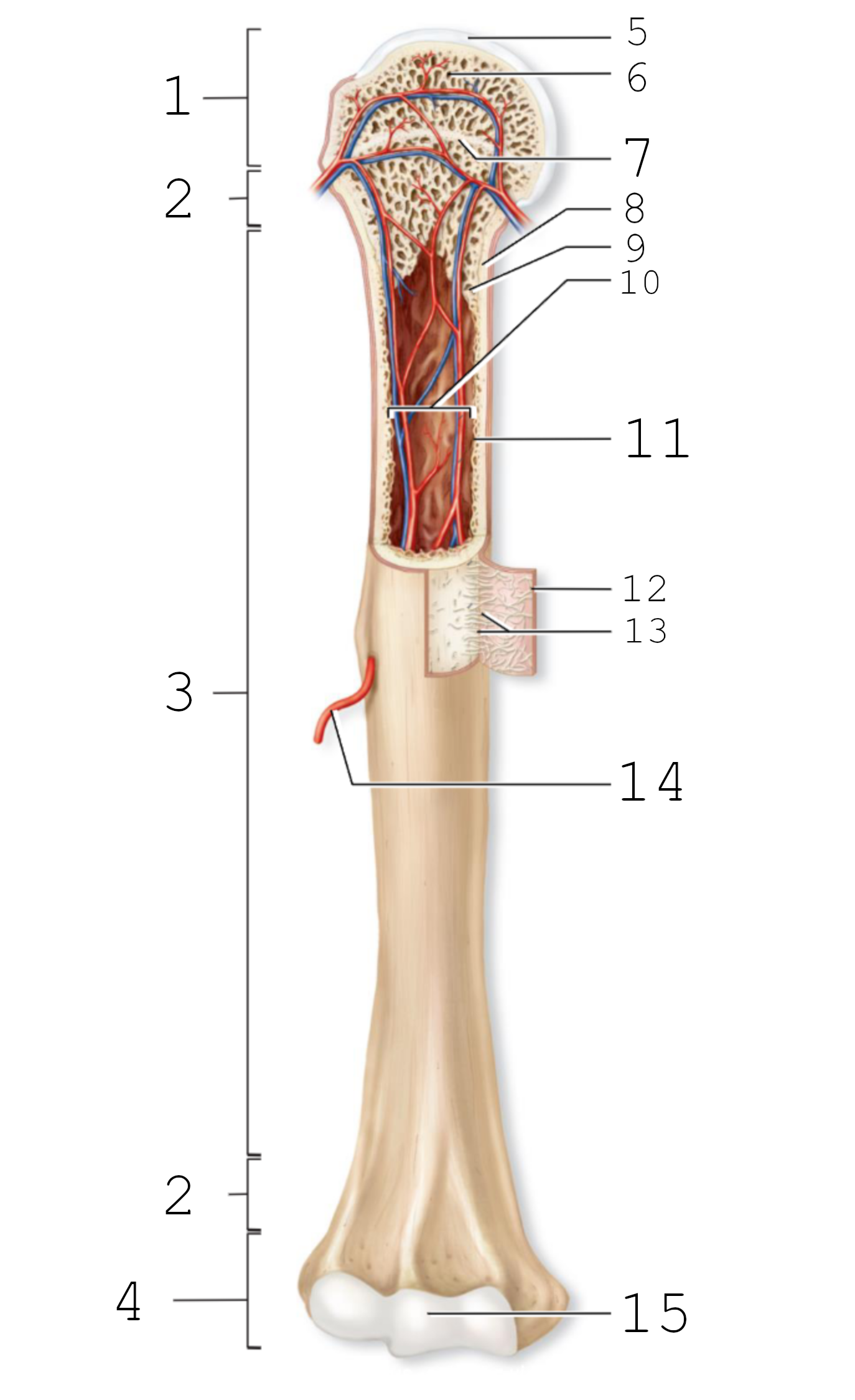 <p>8</p>