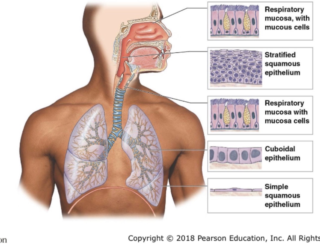 <p>lethal inherited disease; thick mucus that cannot be transported; mucociliary escalator stops clearing debris</p>