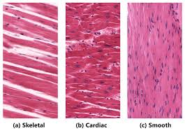 <p>[Muscle Tissue]</p><p>Skeletal Muscle</p>