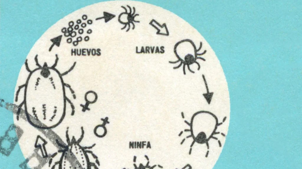 <p>Seed Tick</p>