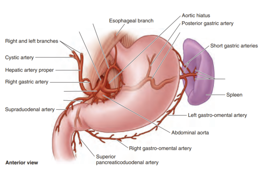 <p>Label the arteries </p>